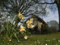 daffodils-in-spring