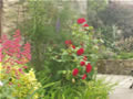 High Farm, holiday cottage accommodation, Pickering; roses in bloom